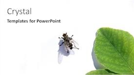  Presentation with green leaf - Presentation theme having gray-big-fly-and-green background and a white colored foreground