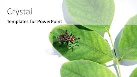  Presentation with fly - Audience pleasing presentation design consisting of gray-big-fly-and-green backdrop and a white colored foreground