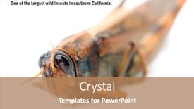  Presentation with locust - Cool new PPT layouts with gray-bird-grasshopper-schistocerca-nitens backdrop and a coral colored foreground