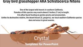  Presentation with locust - PPT theme with gray-bird-grasshopper-schistocerca-nitens background and a coral colored foreground