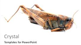  Presentation with locust - Amazing PPT theme having gray-bird-grasshopper-schistocerca-nitens backdrop and a white colored foreground