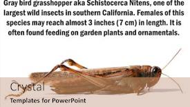  Presentation with locust - Beautiful presentation theme featuring gray-bird-grasshopper-schistocerca-nitens backdrop and a coral colored foreground