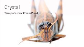  Presentation with locust - Cool new presentation theme with gray-bird-grasshopper-schistocerca-nitens backdrop and a sky blue colored foreground
