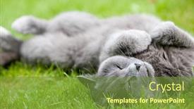  Presentation with green gram - Presentation enhanced with gray cat enjoying summer on green grass background and a tawny brown colored foreground