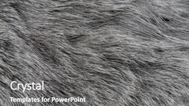  Presentation with dog cat stethescope - Beautiful PPT layouts featuring wallpaper dogs cats - gray cat's fur backdrop and a  colored foreground