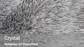  Presentation with gray - Audience pleasing slide set consisting of wallpaper dogs cats - gray cat's fur close-up backdrop and a  colored foreground