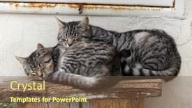  Presentation with cats - Presentation theme featuring gray-cats-relaxing-outside-sleeping background and a tawny brown colored foreground