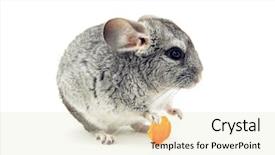  Presentation with gray - Audience pleasing PPT theme consisting of gray chinchilla isolated on white backdrop and a  colored foreground
