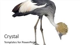  Presentation with crane - Theme having gray crowned or crested crane scratching background and a white colored foreground
