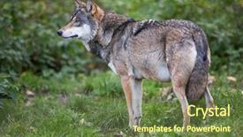  Presentation with gray wolf - Colorful presentation theme enhanced with gray eurasian wolf canis lupus backdrop and a tawny brown colored foreground