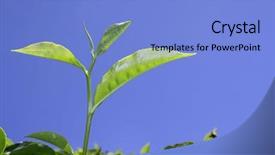  Presentation with tea plantation - Presentation theme with gray green - tea leaf at plantation background and a light blue colored foreground