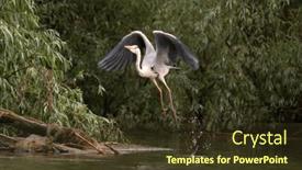  Presentation with danube delta - PPT theme featuring gray-heron-a-species background and a tawny brown colored foreground