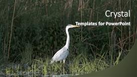  Presentation with danube delta - Slide set consisting of gray-heron-a-species and a tawny brown colored foreground