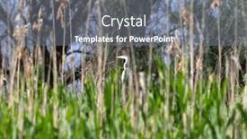  Presentation with danube delta - Presentation theme enhanced with gray-heron-a-species background and a gray colored foreground