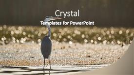  Presentation with bird - Colorful PPT theme enhanced with gray-heron-bird-standing backdrop and a tawny brown colored foreground