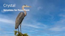  Presentation with tuscany - PPT layouts having gray-heron-in-parco-naturale background and a teal colored foreground