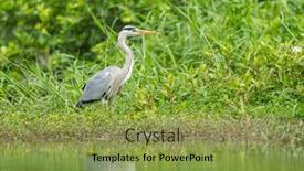  Presentation with wildlife - PPT theme enhanced with gray-heron-wildlife-in-natural background and a gold colored foreground