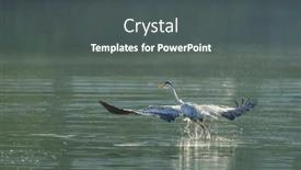  Presentation with wildlife - PPT layouts having gray-heron-wildlife-in-natural background and a  colored foreground