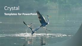  Presentation with wildlife - Presentation consisting of gray-heron-wildlife-in-natural background and a  colored foreground