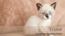  Presentation with snow cat - PPT theme featuring gray-kitten-inspects-the-territory background and a coral colored foreground