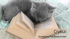  Presentation with hello kitty cute little kitten - Cool new presentation theme with gray kitten with open book backdrop and a soft green colored foreground