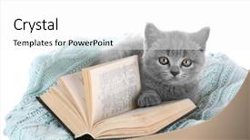  Presentation with hello kitty cute little kitten - Amazing presentation theme having gray kitten with open book backdrop and a white colored foreground
