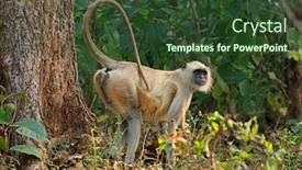  Presentation with langur - PPT layouts having gray-langur-monkey-semnopithecus-entellus background and a tawny brown colored foreground