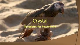  Presentation with parrot - PPT layouts enhanced with gray parrot likes the beach background and a tawny brown colored foreground