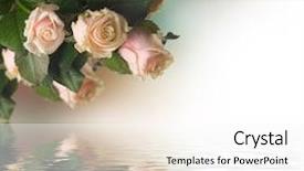 Presentation with pink roses - PPT theme consisting of gray pink - beautiful roses background and a white colored foreground