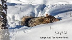  Presentation with gray wolf - Slide deck enhanced with gray-polar-wolf-resting background and a light gray colored foreground