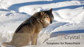  Presentation with animals zoo - Amazing PPT theme having gray-polar-wolf-resting backdrop and a coral colored foreground