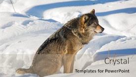  Presentation with animals zoo - PPT theme featuring gray-polar-wolf-sits background and a coral colored foreground