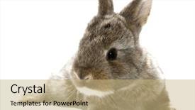  Presentation with baby animals - Slides having gray rabbit bunny baby isolated background and a coral colored foreground