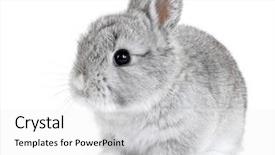  Presentation with bunny - PPT layouts having gray rabbit bunny baby isolated background and a white colored foreground
