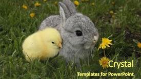  Presentation with bunny - PPT theme consisting of gray rabbit bunny baby background and a tawny brown colored foreground