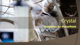  Presentation with bird - Theme with gray-squirrel-on-tree background and a tawny brown colored foreground