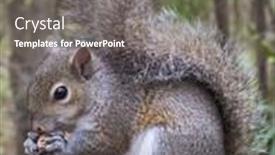  Presentation with peanut - Audience pleasing slide deck consisting of gray squirrel sciurus carolinensis sitting on a fence post eating a peanut backdrop and a gray colored foreground