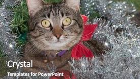  Presentation with red bow - PPT layouts enhanced with gray tabby cat in christmas background and a tawny brown colored foreground