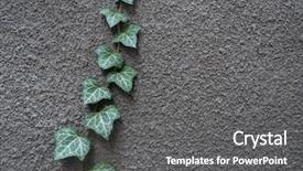  Presentation with tea leaves fresh green leaf - Theme having gray wall natural ivory background and a gray colored foreground