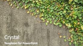  Presentation with ivy - PPT theme consisting of gray wall with green ivy background and a gray colored foreground