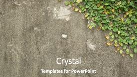  Presentation with green ivy plant hedera helix - Amazing theme having gray wall with green ivy backdrop and a gray colored foreground