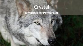  Presentation with gray wolf - Presentation theme having gray wolf close-up background and a gray colored foreground