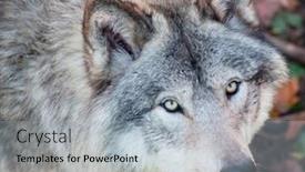  Presentation with gray wolf - PPT theme enhanced with gray wolf closeup background and a light gray colored foreground