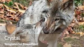  Presentation with gray wolf - Theme having gray wolf looking inside another background and a gray colored foreground