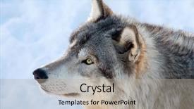 Presentation with gray wolf - Presentation theme featuring gray wolf looking up background and a light gray colored foreground