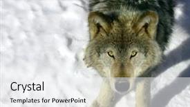 Presentation with gray wolf - PPT theme featuring  background and a  colored foreground.