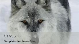  Presentation with gray wolf - Cool new PPT layouts with gray wolf backdrop and a light gray colored foreground