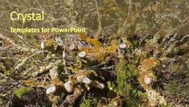  Presentation with lichen - Cool new PPT layouts with grayish - different types of leaflike lichen backdrop and a tawny brown colored foreground