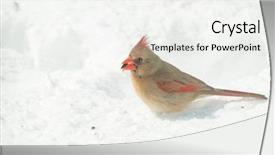  Presentation with cardinal - Slides with grayish - female northern cardinal peeling background and a white colored foreground