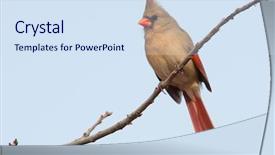  Presentation with cardinal - Slides with grayish - female northern cardinal perched background and a sky blue colored foreground